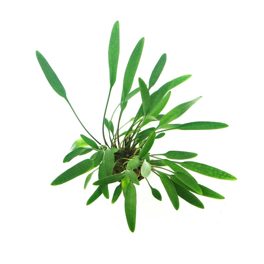 Cryptocoryne Lucens Vasetto
