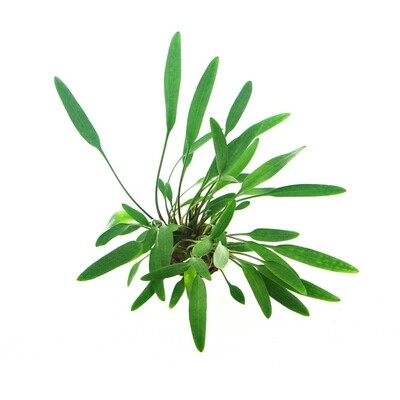 Cryptocoryne Lucens Vasetto