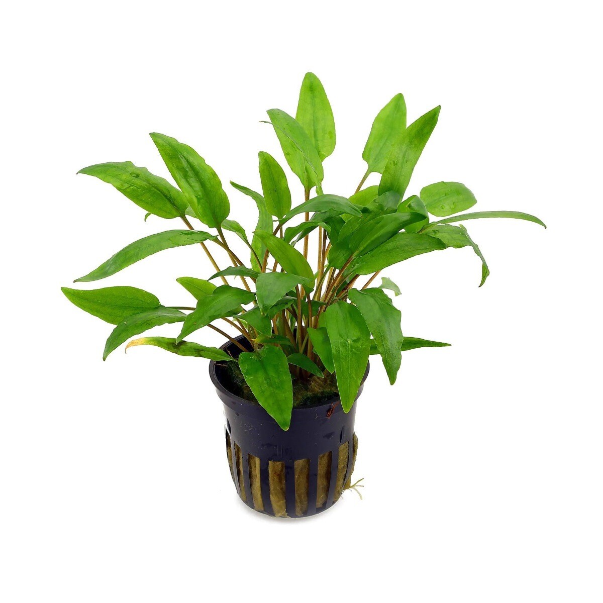Cryptocoryne Wendii Green Vasetto