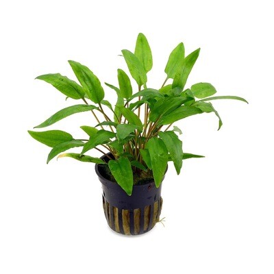 Cryptocoryne Wendii Green Vasetto