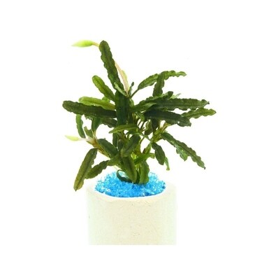Bucephalandra Mini Catherineae Vasetto