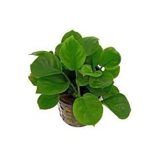 Anubias Barteri Round Leaf Vasetto
