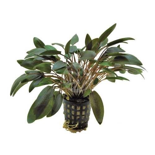 Cryptocoryne Wendii Brown Vasetto
