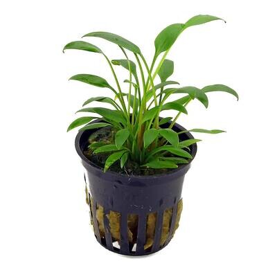 Cryptocoryne Nevilli Vasetto