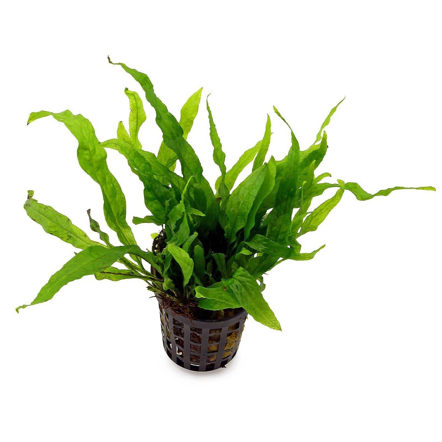 Microsorum Pteropus Windelow Vasetto