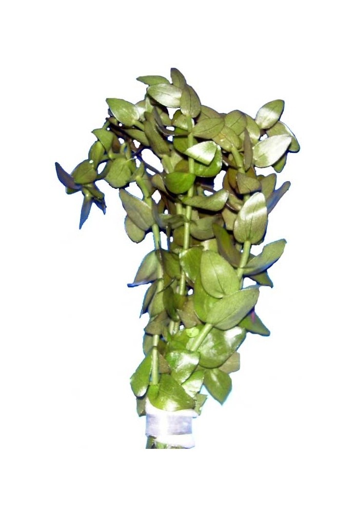 Bacopa Caroliniana Mazzetto