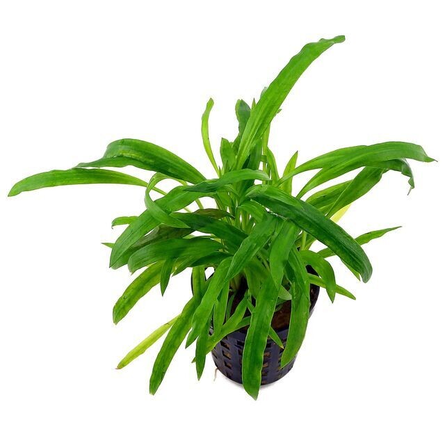 Cryptocoryne Costata Vasetto