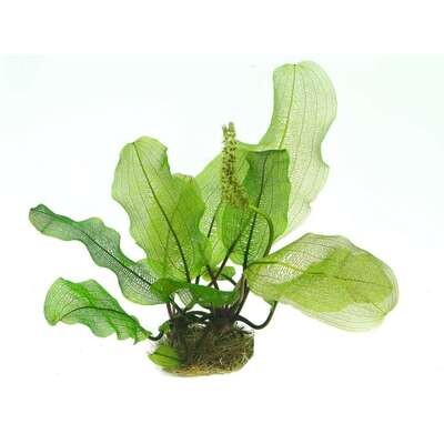 ​Aponogeton Longiplumulosus