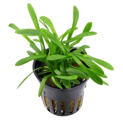 Sagittaria Subulata Vasetto