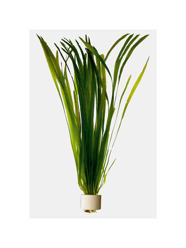 Vallisneria Spiralis Mazzetto