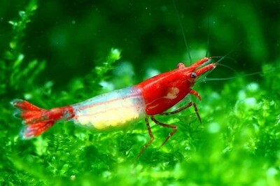 NeoCaridina Davidii Red Rilii