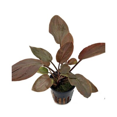 Lagenandra Meboldii Red