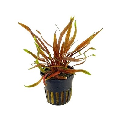 Cryptocoryne Undulatus Red Vasetto