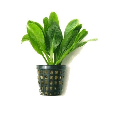 Echinodorus Tropica