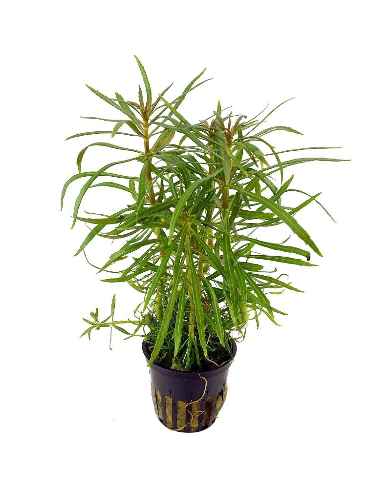 Pogostemon Stellatus Vasetto