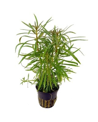 Pogostemon Stellatus Vasetto