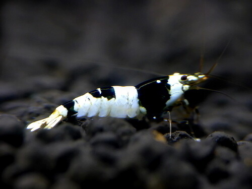 Caridina Logemanni PBL A - SS