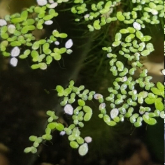 Azolla Sp.