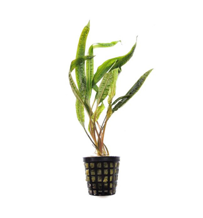 Cryptocoryne Balansae Vasetto