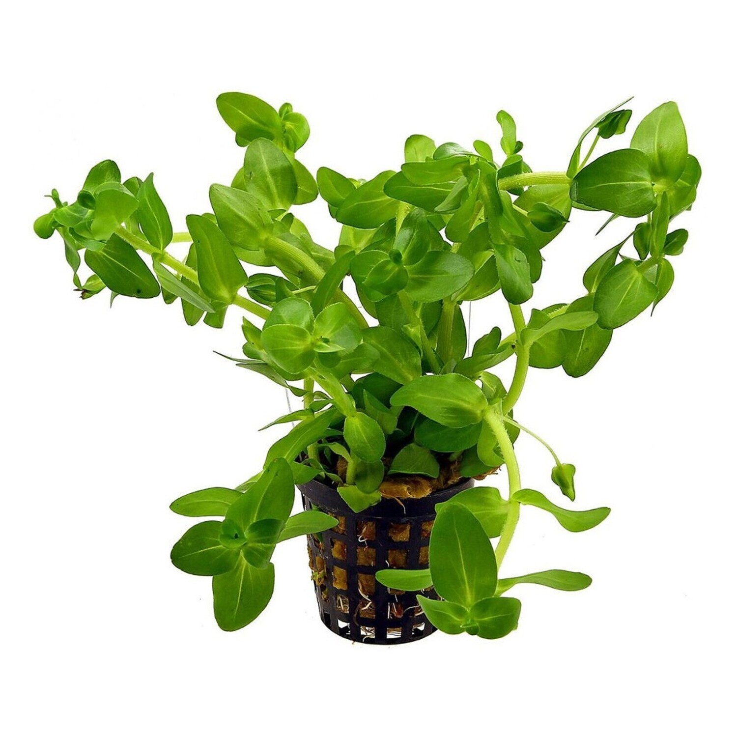 Bacopa Monnieri