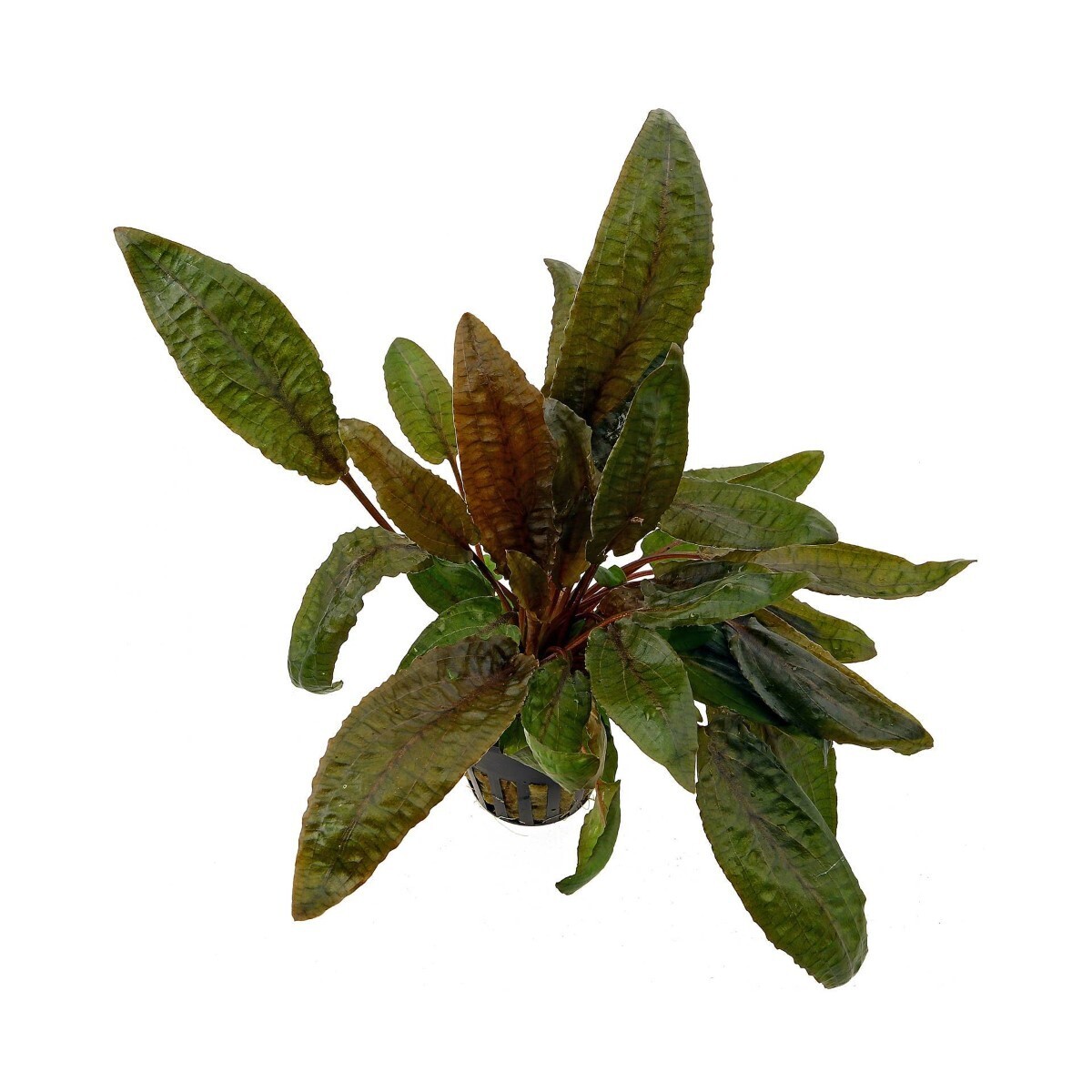 Cryptocoryne Wendii Tropica Vasetto
