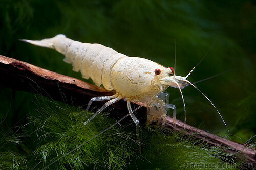 Caridina Logemanni White Snow