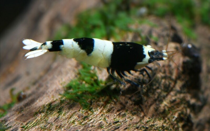 Caridina TaiwanBee Panda