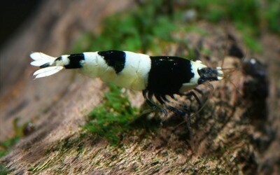 Caridina TaiwanBee Panda