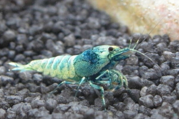 Caridina TaiwanBee Blue Blot