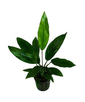 Anubias Barteri Glabra Vasetto