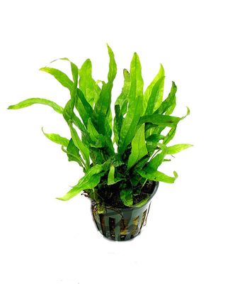 Microsorum Minor Vasetto