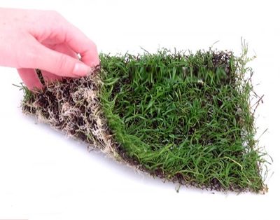 Lilaeopsis Nevae Zelandiae Tappeto 20 x 15