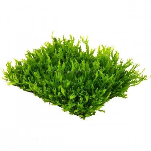 Microsorum Windelow Tappeto 16 x 13 con ventose