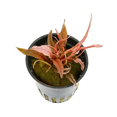 Cryptocoryne Flamingo Vasetto