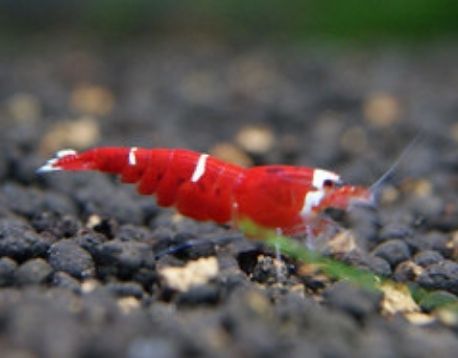 Caridina Logemanni Super Crystal red Set 10 pezzi