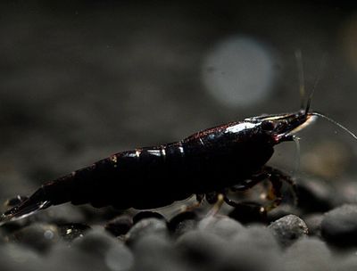 NeoCaridina Davidii Black Set 10 pezzi