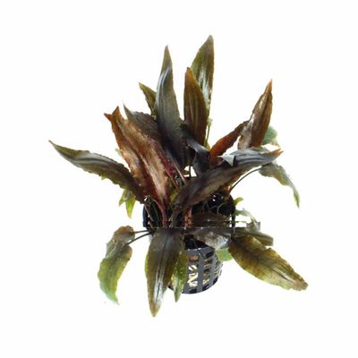 Cryptocoryne Moehlmannii