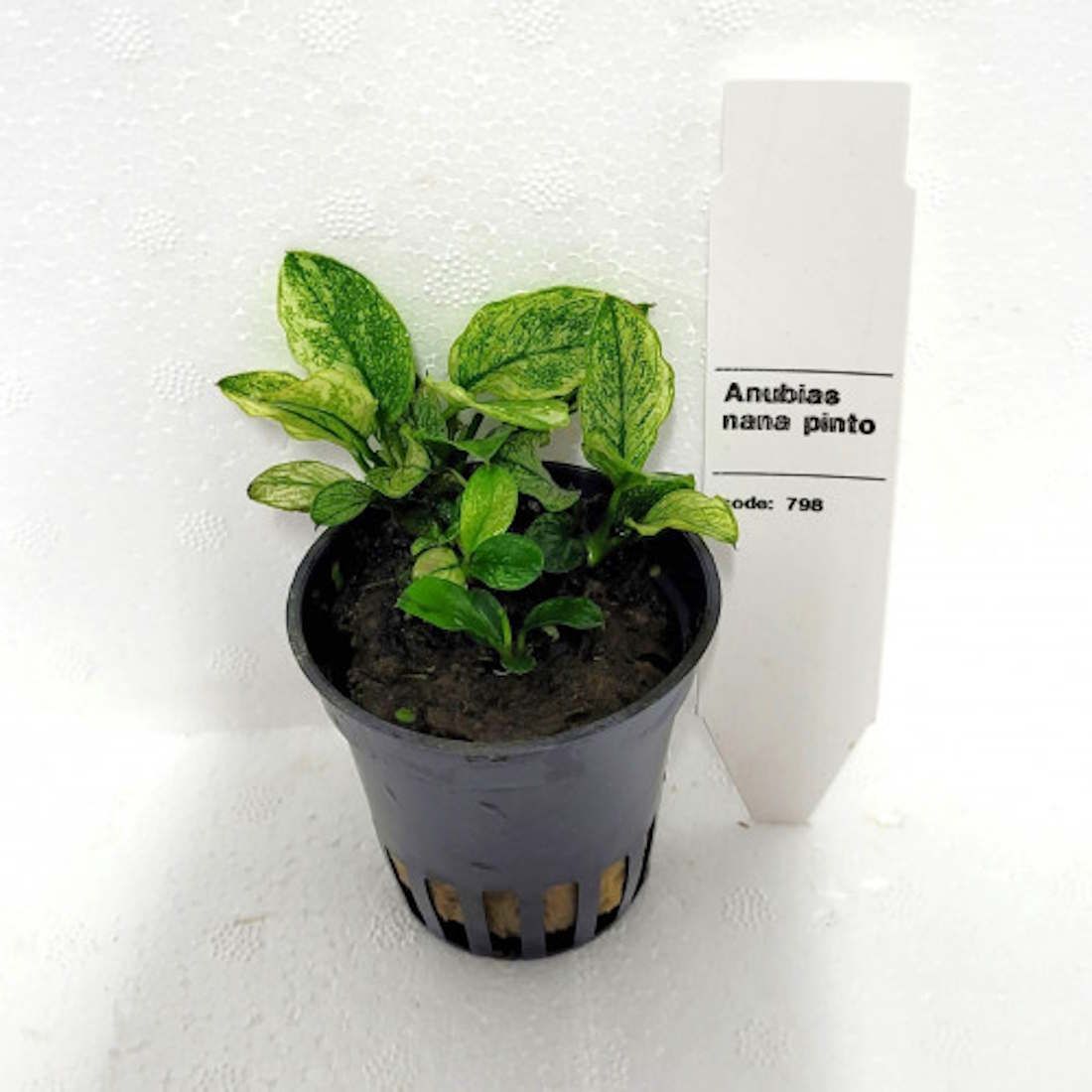 Anubias Barteri Nana Pinto