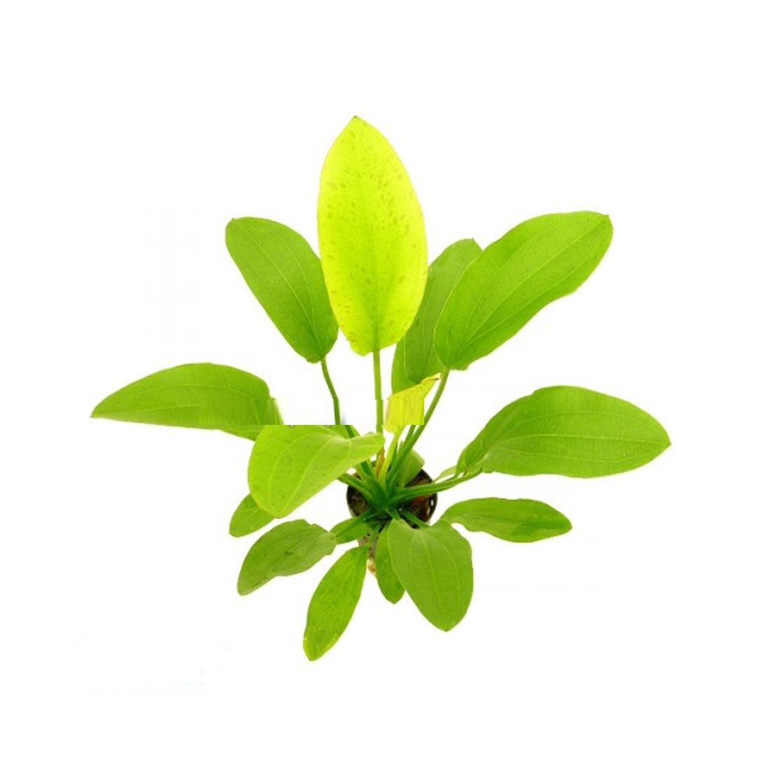 Echinodorus Yellow Sun