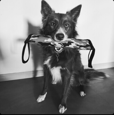 Bite Roll Toy