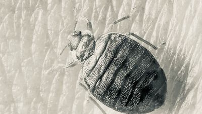 Getxent Tube: Bed bugs