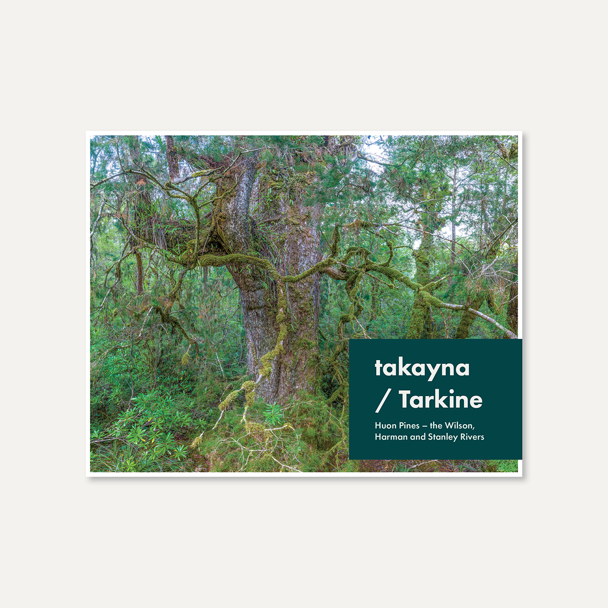 takayna/Tarkine Huon Pines - the Wilson, Harman and Stanley Rivers by Rob Blakers