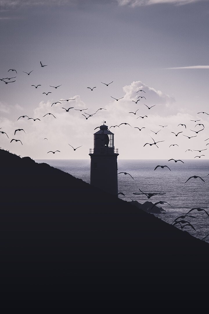 The Trevose Head Birds