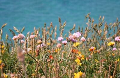 Cornish Spring Flowers Wallpaper