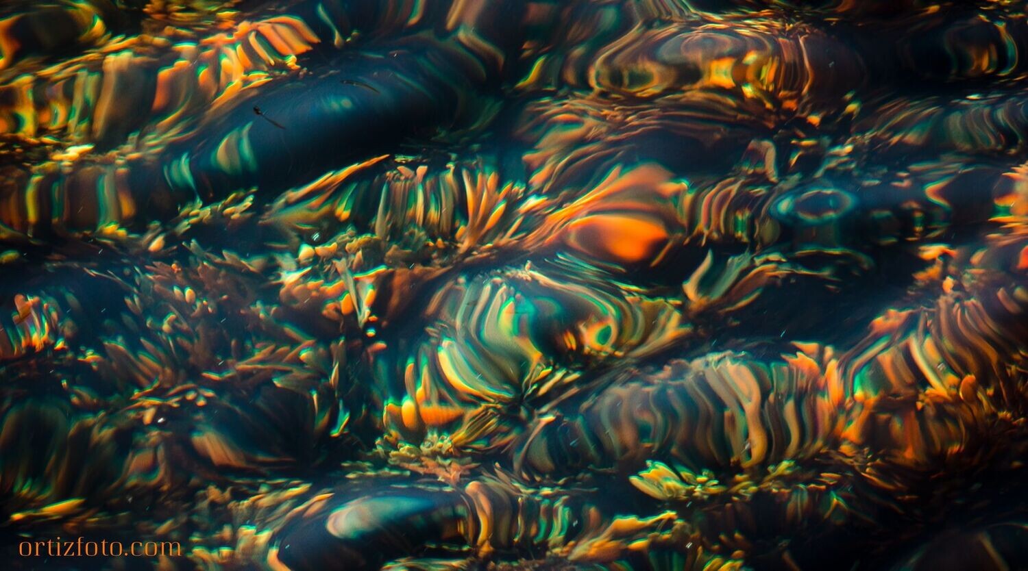 Magical Seaweed Desktop Wallpaper