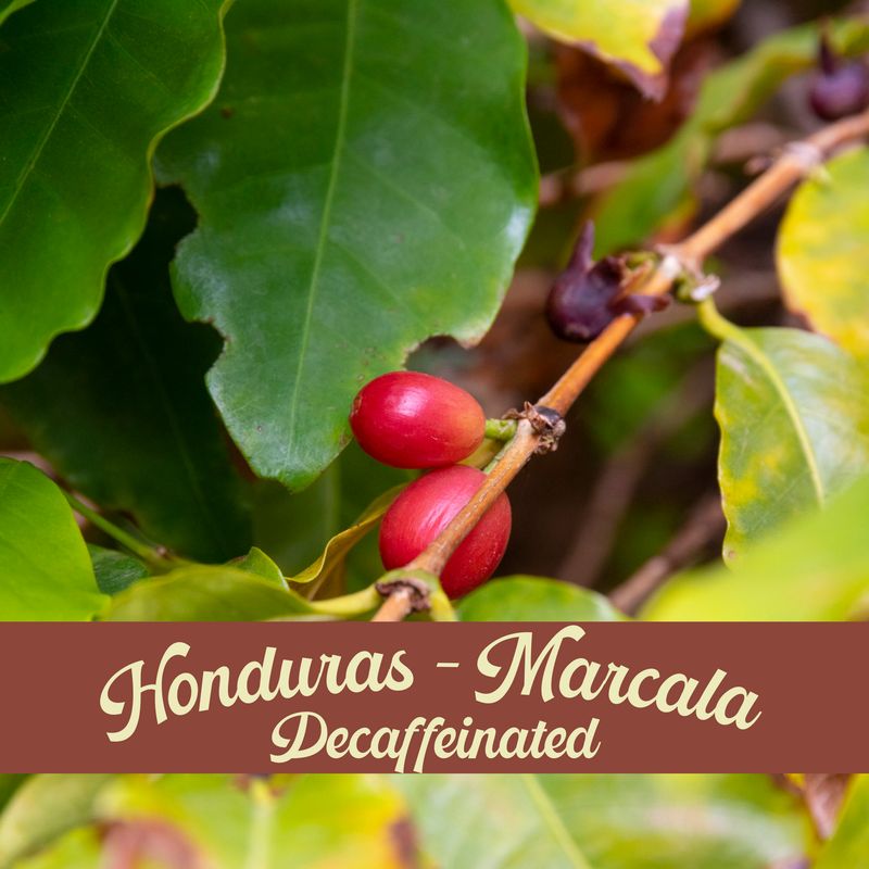 Honduras Marcala Decaf