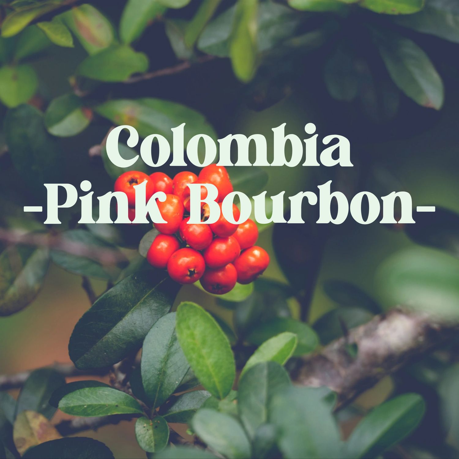 Colombia Pink Bourbon Colombia Pink Bourbon