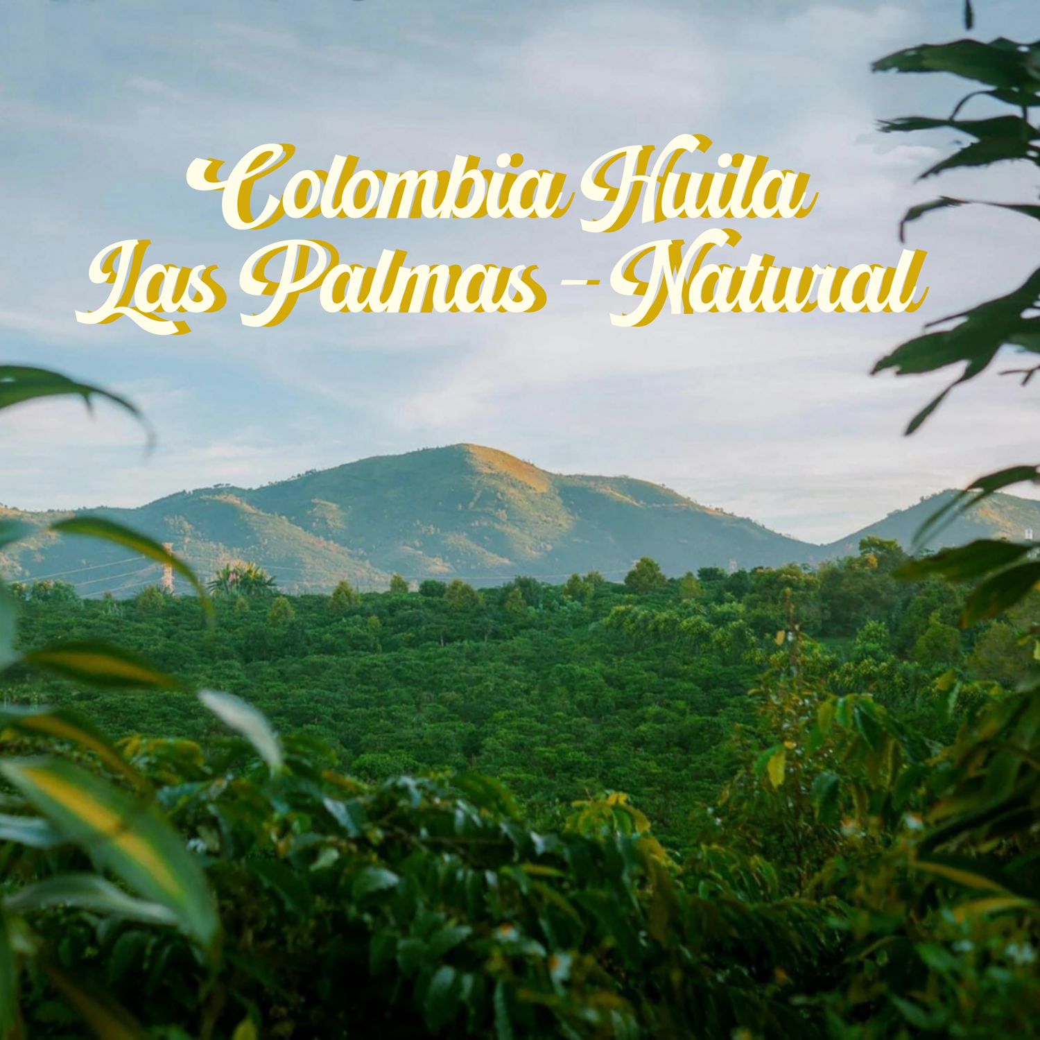 Colombia - La Palmas