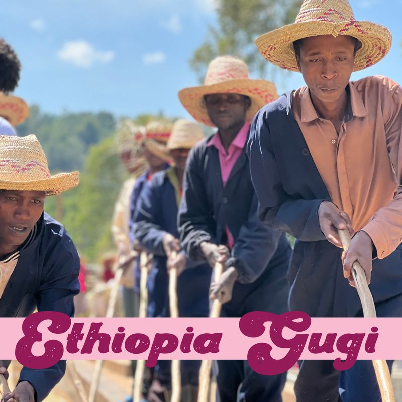 Ethiopia - Gugi Shakiso