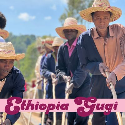 Ethiopia - Gugi Shakiso Ethiopia - Gugi Shakiso